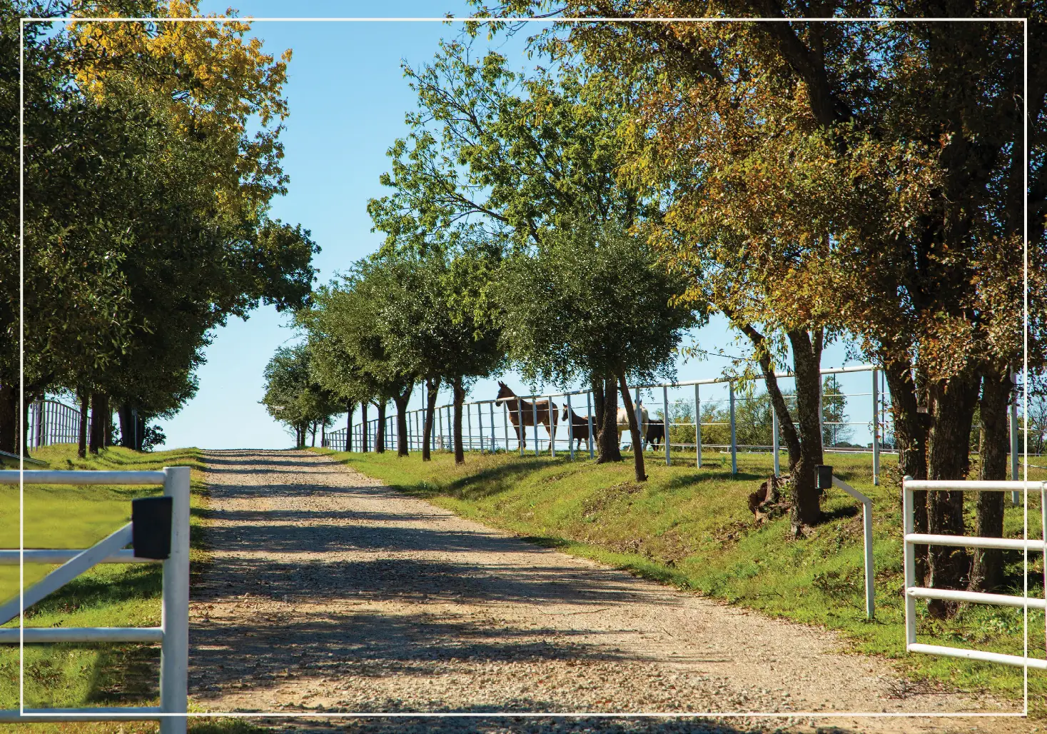 Tree-lined ranch lane with horses at Sandbrock Ranch